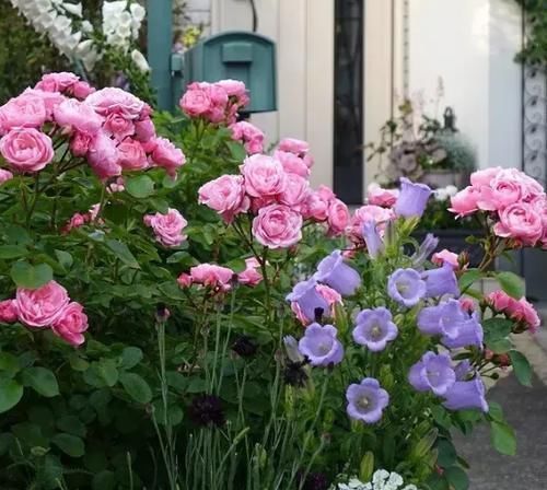 腐熟肥|庭院里的月季花长出新叶子后,这么打理才能够一茬接一茬开花