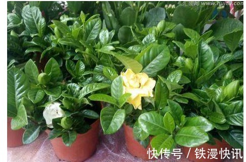 花友以下2种“垃圾”养花，盆栽都叶厚花大色又艳，十年不用施肥