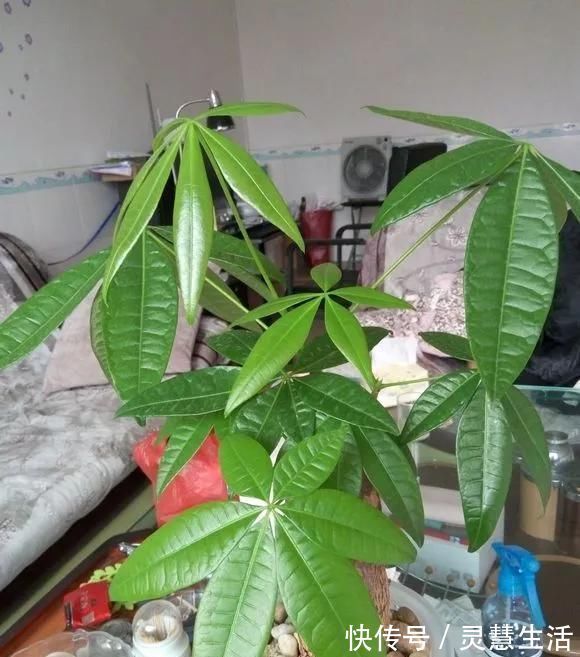 这3种花养不好，赶紧扔水里，越长越来劲