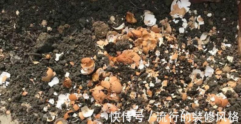 蛋壳养花好在哪里?学会这些技巧,盆栽再没有黄叶缺营养的毛病