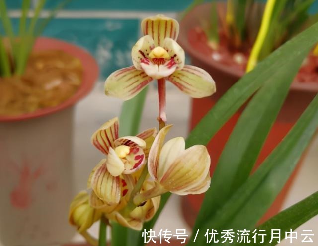 建兰老品种“金荷”,花型优美,物美价廉,花开后满屋飘香!