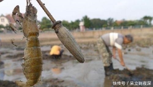 女子用“毛笔”钓出这东西,市场卖30一斤,一天能钓三十多斤