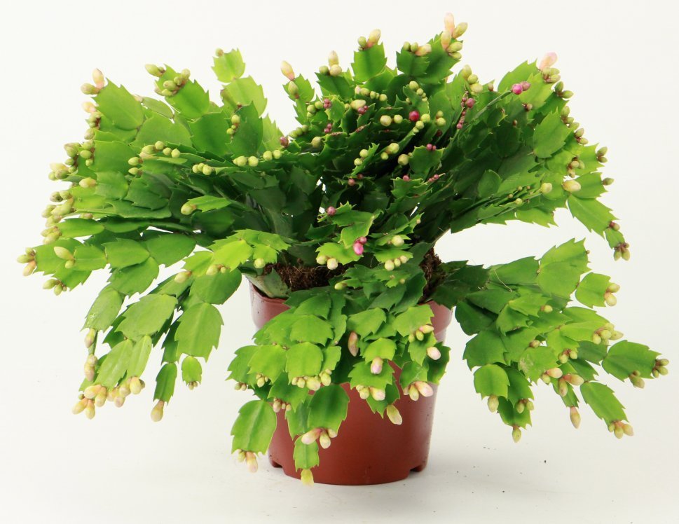 现在养蟹爪兰,1片叶子冒8朵花,下个月全开了