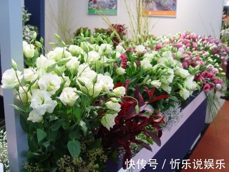 播种|这2种花比月季还好看,比绿萝还好养,你家有养吗