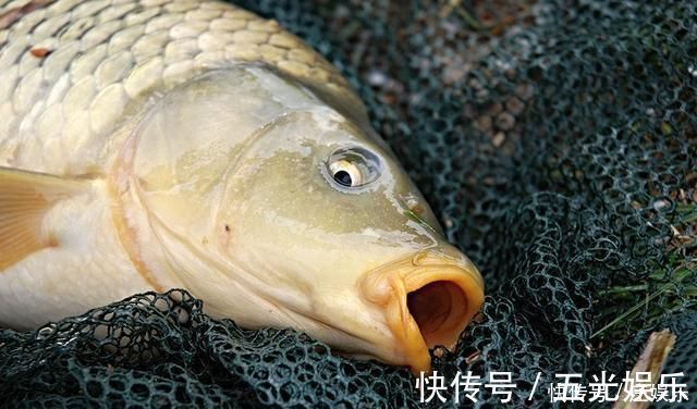 鱼竿|鲤鱼太狡猾不咬钩下次记得用上这招,它再狡猾也会忍不住咬钩