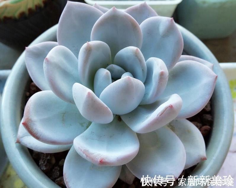 土壤|巧用3招，盆栽多肉姿态美，个个叶子肥嘟嘟、水灵灵
