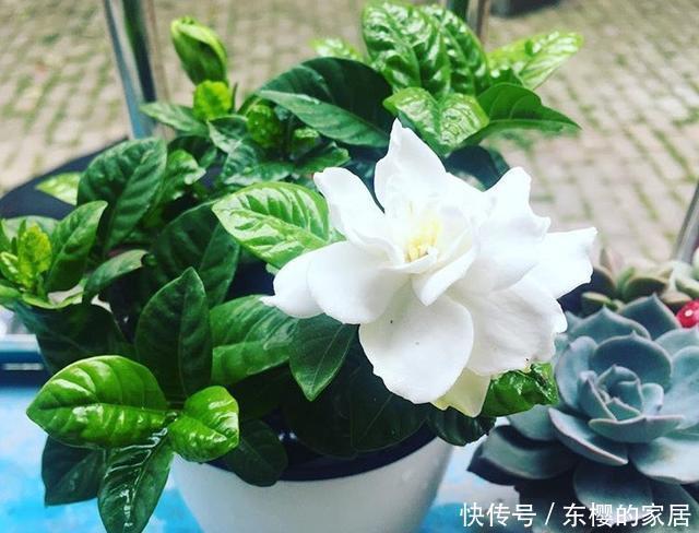 降成本养花,6种花1根枝变1盆,加点它,插多少活多少