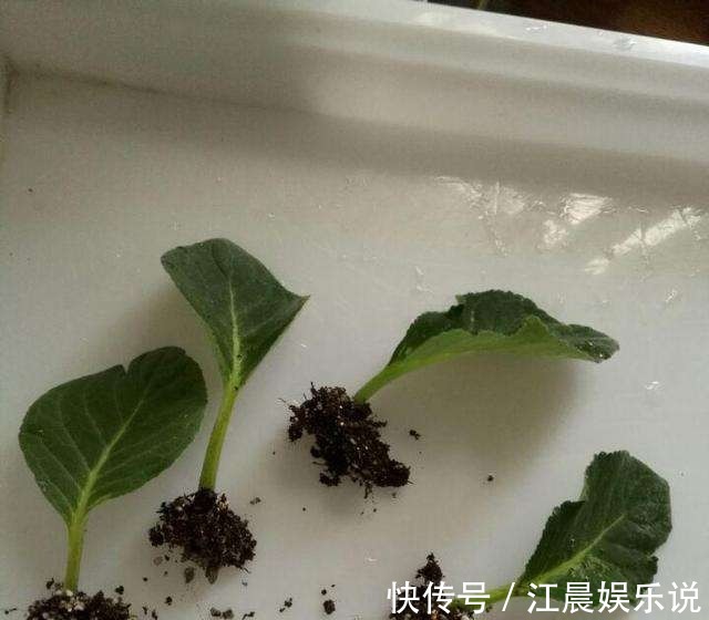 阳台|这几种花最适合现在扦插，一年最佳时机，几步就得到一阳台花海！