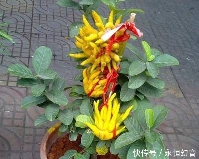 贼漂亮的4种观果植物，小果实挂满枝头，喜庆