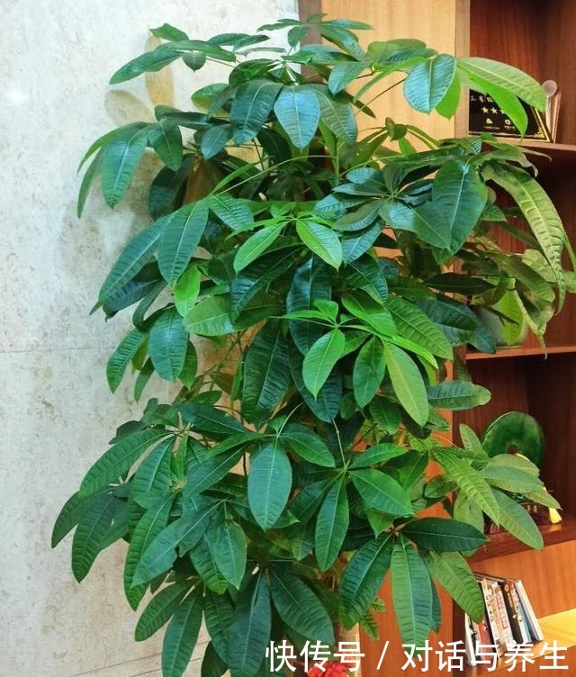 养花常说的“散射光”是什么光哪些地方符合散射光要求!