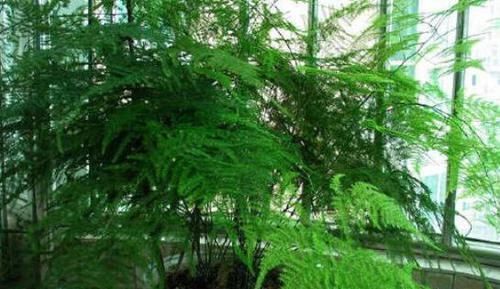 文竹|家中养文竹,老是烂根黄叶?牢记小技巧,郁郁葱葱变森林