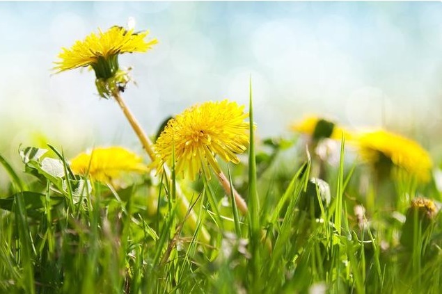 三种人|5岁小男孩,浑身起红疹,提醒蒲公英虽好,三种人要慎用