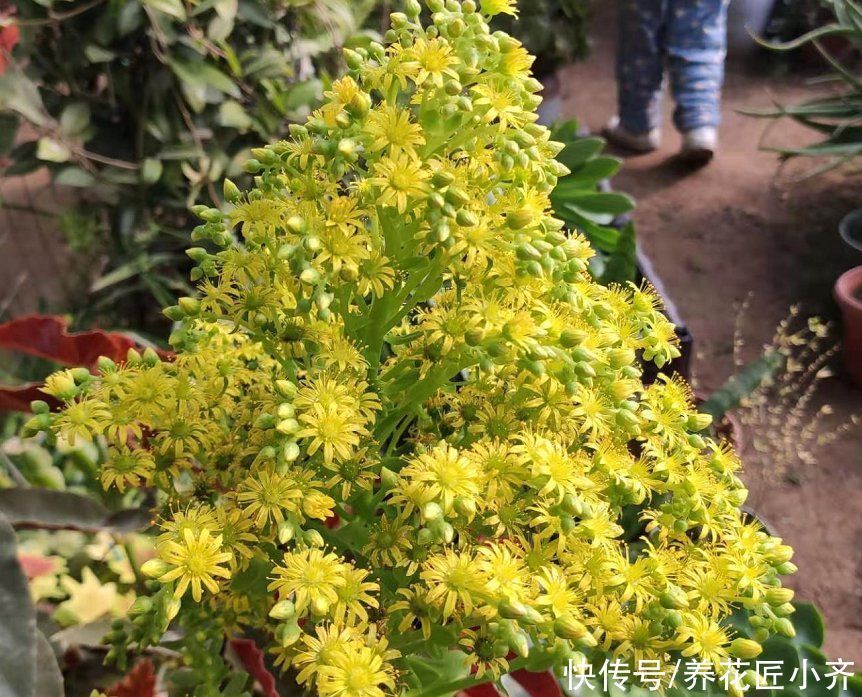 多肉|6种多肉看到它们开花,别着急剪掉,因为太难得,很少有人能见到