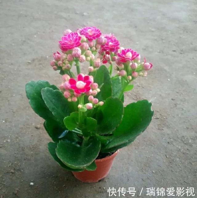 长寿|长寿花有点“怪”,施点“餐桌料”,叶绿花又美,特别漂亮