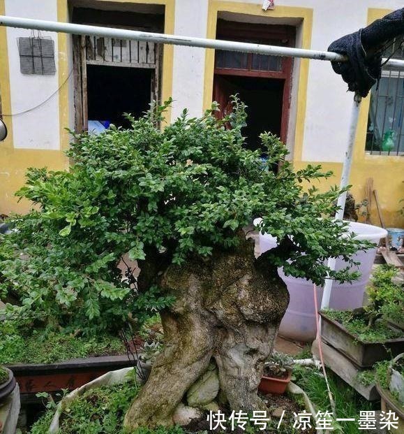 木桩|野外一种“脱皮木桩”称为“富贵之木”,养成盆栽,价格让人窃喜!