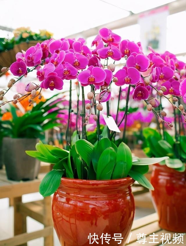 6种“热门”年宵花,个个喜庆吉利,雍容大气,颜值高,寓意好!