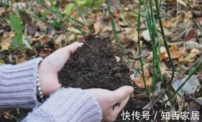 蚯蚓|秋天给花换盆，盆底掺点“万能肥”，根系更健壮，养啥花都旺