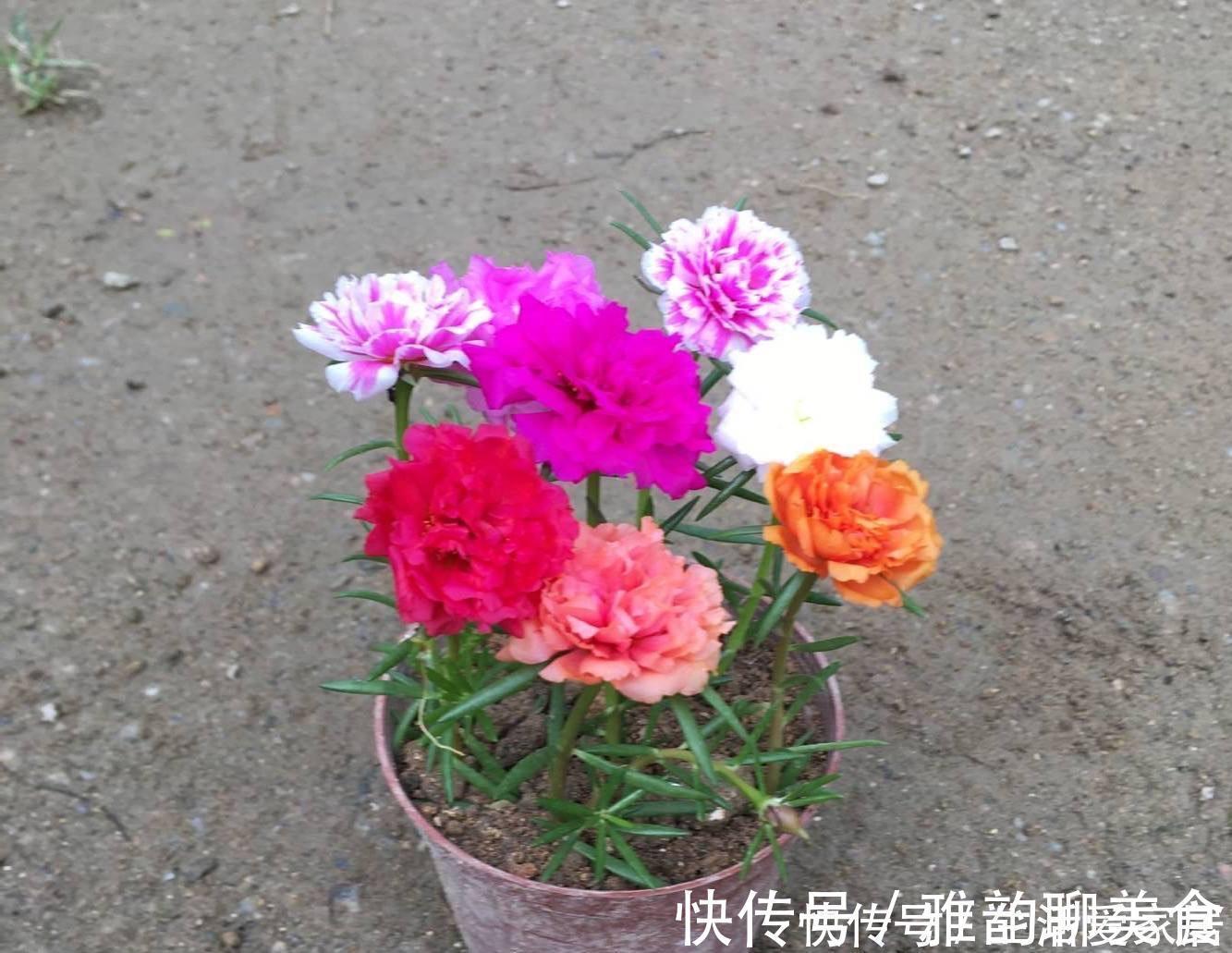 “重瓣太阳花”过冬，用一“方法”，来年又开花，五颜六色