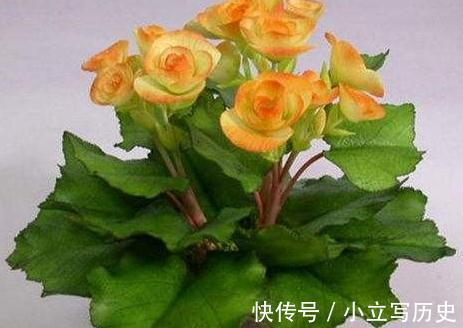 深秋逛花市,看到4种花随便买,再冷都能开花爆盆,十分漂亮