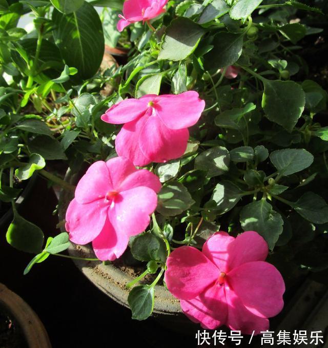 阳台上就养一棵这种“花”,插枝生根,全年都开花,一棵繁殖20棵