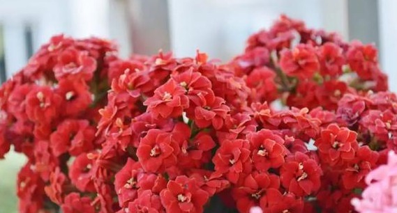 75个长寿花品种，一个比一个美，一起来认识一下吧！