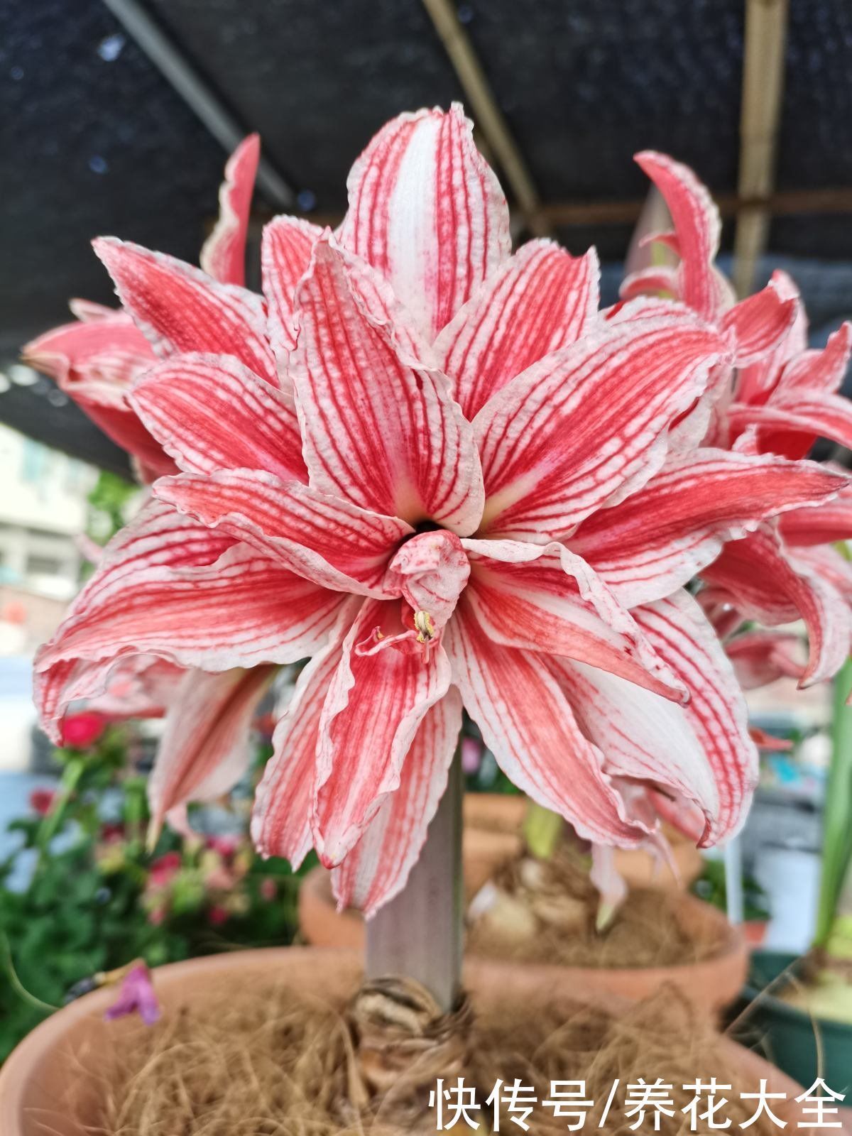 花友|3个养花坏习惯,要赶紧改掉,不然花养得再多也养不好