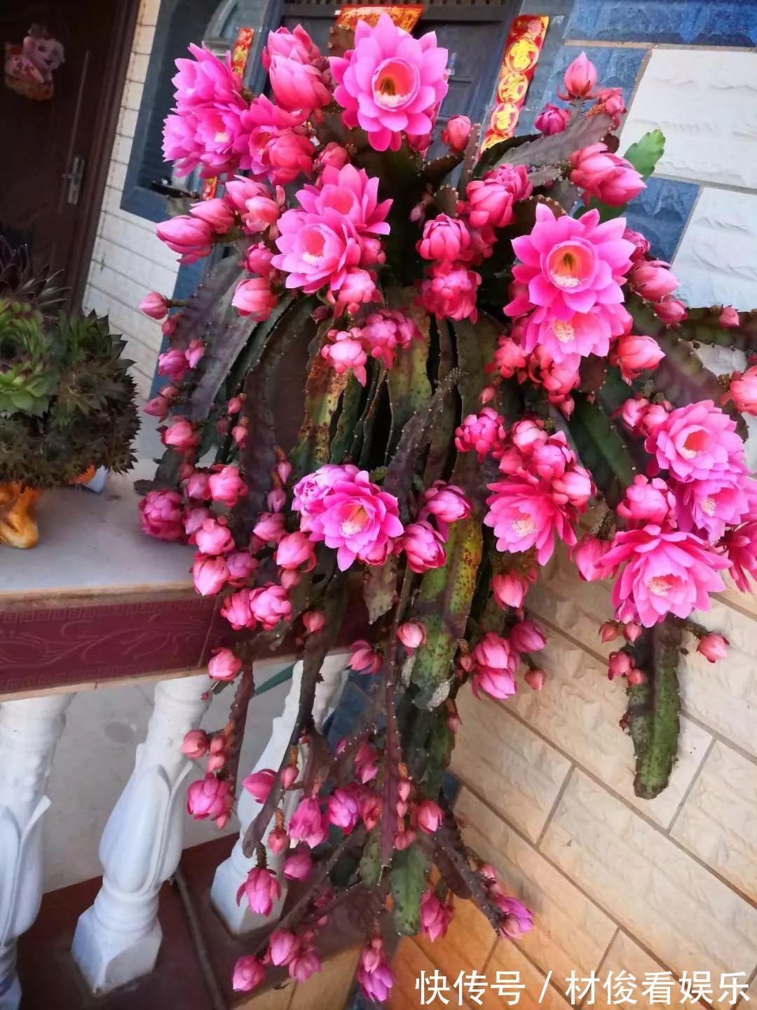 姜荷花|大爷养的“荷花”,窜的房顶高,垂下来变成花瀑布!