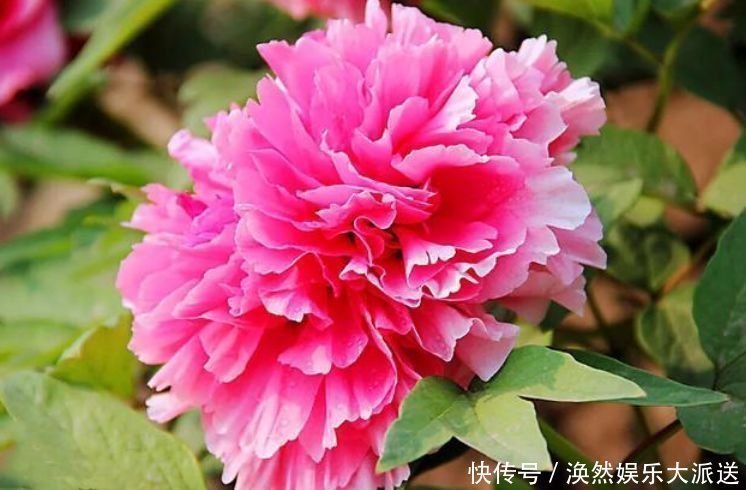 4种花一养就上瘾,开花漂亮,仙气十足,谁见了都想养!