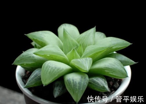 多肉水晶寿怎么养教你3个小妙招,养出饱满透明般的水晶寿