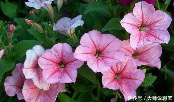 养花就养“它”,比绿萝好养,四季开花,花色多,一盆能养一辈子