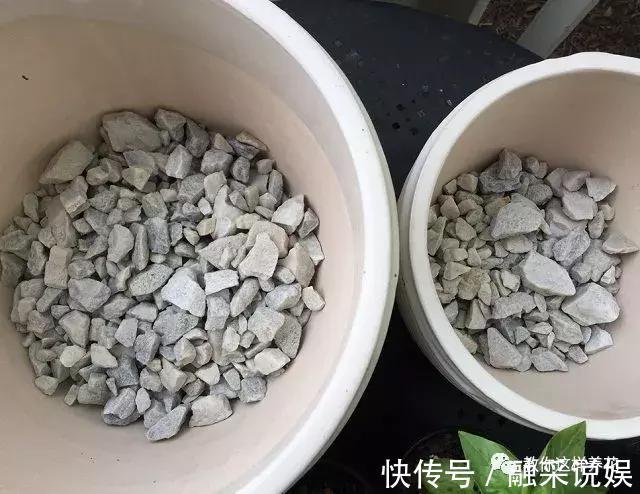 1把沙子撒盆里,土不板结根不烂,叶不黄小飞虫也没了!
