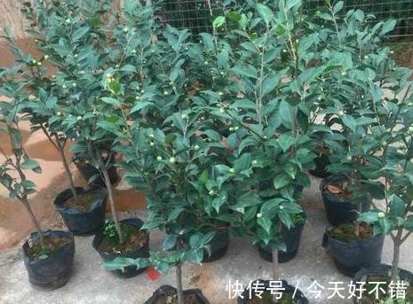 家里的茶花还不开花,学会4个技巧,叶片绿,开花一茬又一茬