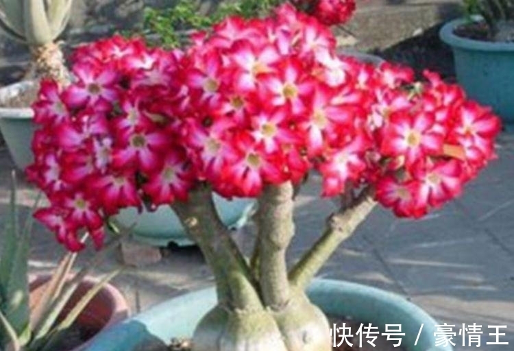 沙漠玫瑰|几种花适合春天养，花期长花量大，一盆千百朵，枝头花苞满