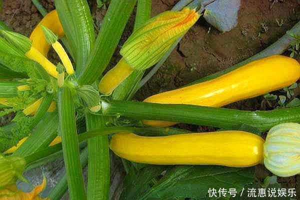 别人花盆种花，婆婆在花盆“种瓜”，长相似“香蕉”，口感好