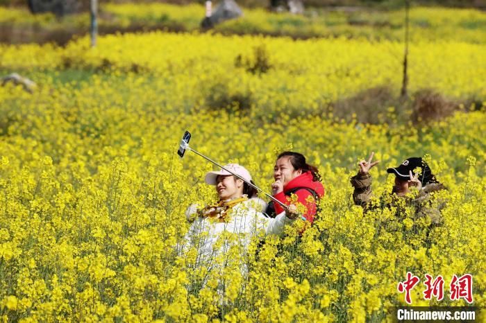 民众|广西山区万亩油菜花盛开迎客来