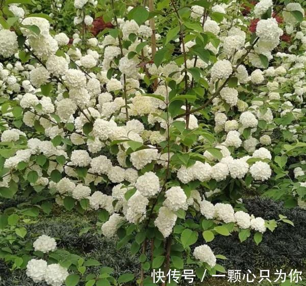 绣球|养花试试这款,可以在零下30度的温度下生长得很好