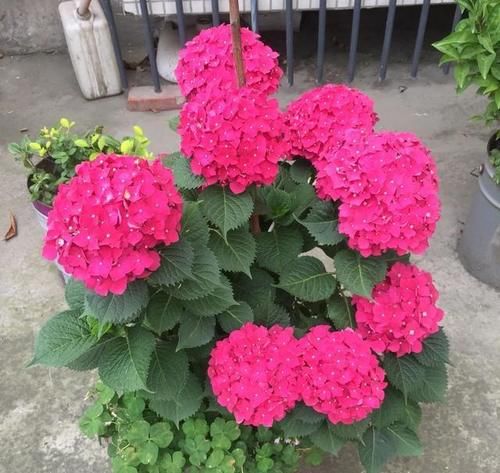 第一年种的绣球，开花太多需要剪掉些吗？