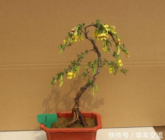 老桩|这3种树，越养越“贵气”，养上5年就成老桩树，上万都不卖！