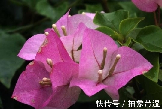 新手|就选这些花,沾土就活,生根快开花早,新手也能插活