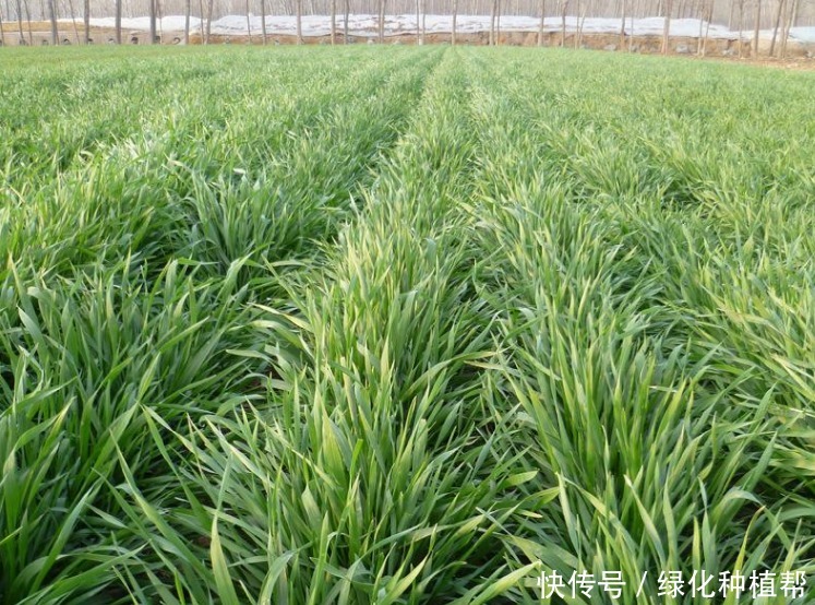 冬牧70，一種耐寒性極強(qiáng)的優(yōu)質(zhì)牧草