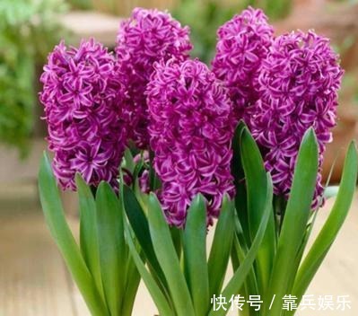 凤仙花|家里养此6种花卉盆栽,好养易活满屋子飘香,美极了!