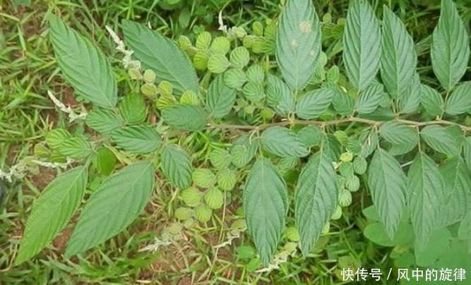 这便是“龙骨草”,如今却少人认识,若您家乡也有,请尽量移植