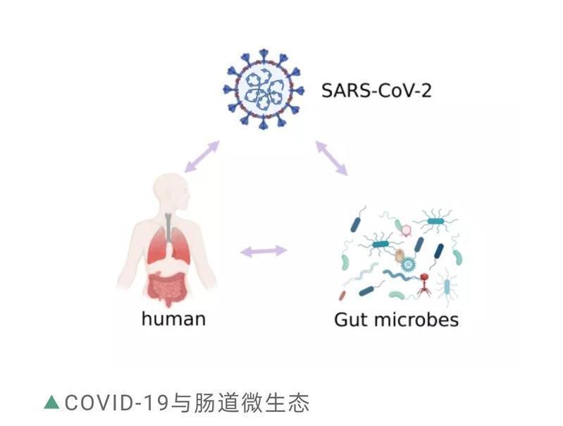 磷酸|揭秘奶茶发胖的真相：改变肠道细胞，促进脂肪吸收