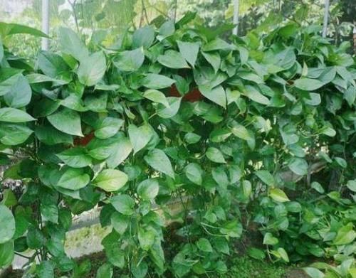 4种花是爆盆“能手”,特别适合客厅养一盆,漂亮上档次