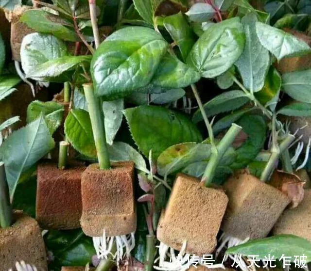 天气转凉了!用海绵扦插植物,遵循这4步,操作简单、零失误