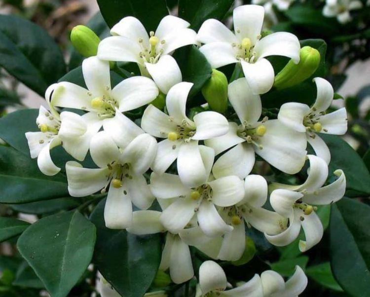 4种花卉,花期超长的,随便养一种,家里赏花一整年