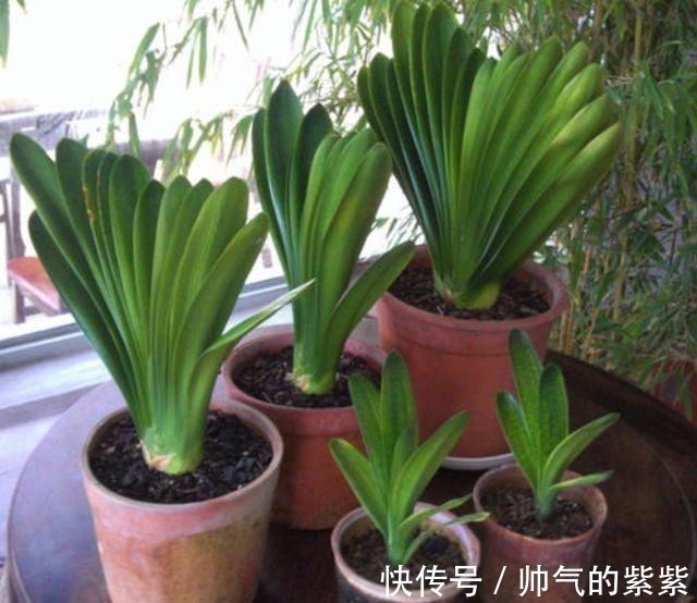 侧芽|发现君子兰“鼓大包”,一定要重视,原因有3个,其中两个是惊喜