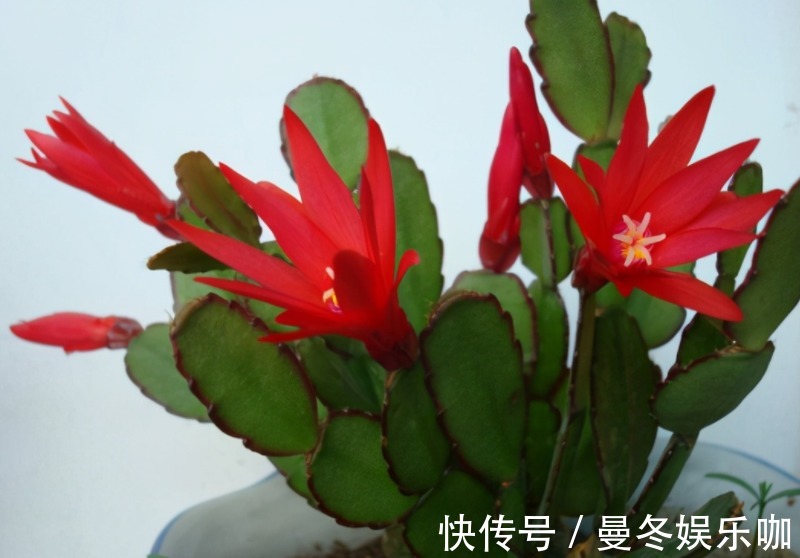 催花|养蟹爪兰，怎么催花？没有磷酸二氢钾就用它，1个月1次