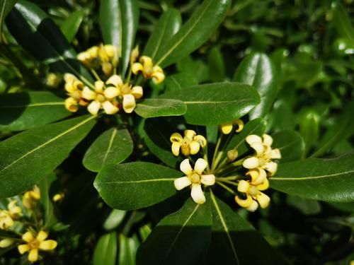 路边的海桐花，花开正盛，清雅芳香