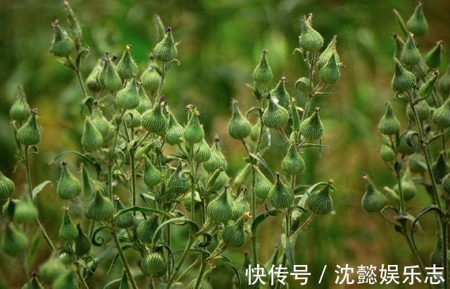麦瓶草|天然的“止咳王”找到了,此野草用来煮水,清肺化痰,冬天不咳嗽